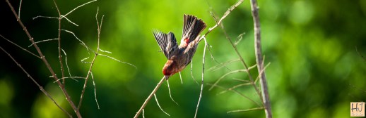 Male, juvenile House Finch --- Click on image to see enlargement ---