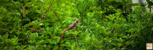 Northern Cardinal --- Click on image to see enlargement ---
