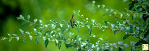 Ruby-throated Hummingbird --- Click on image to see enlargement ---