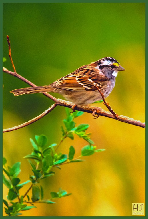 White-throated Sparrow