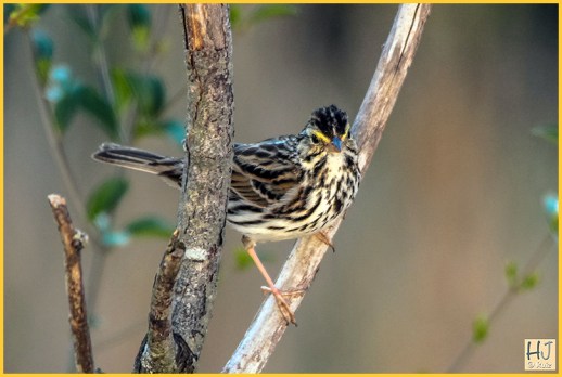 Savannah Sparrow