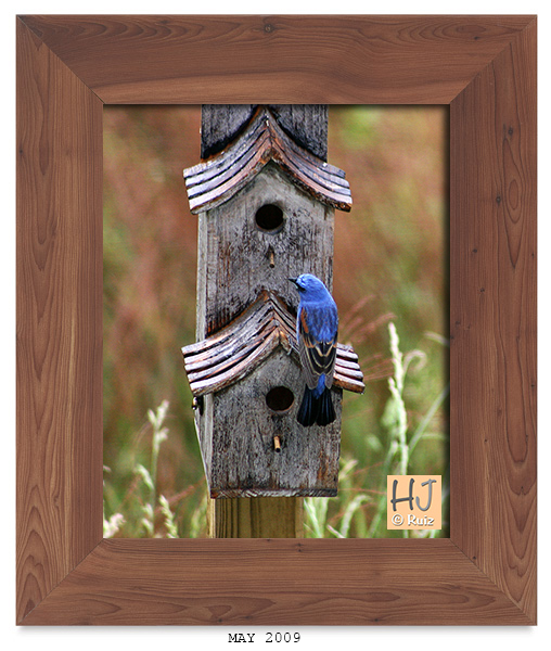 BLUE GROSBEAK (Male) -- May 2009