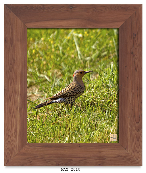 Northern Flicker  --- May 2010