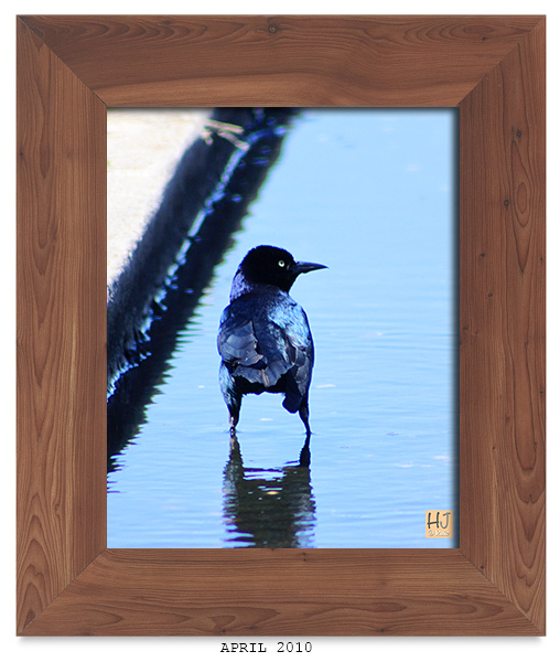 --  Male Boat-tailed Grackle -- April 2010