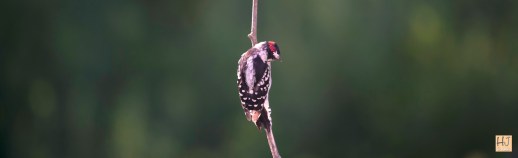 Downy Woodpecker --- Click on image to see enlargement ---
