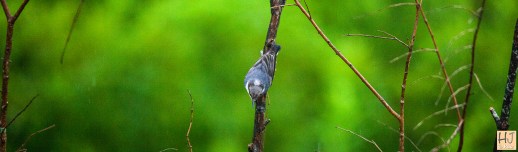 Brown-headed Nuthatch --- Click on image to see enlargement ---