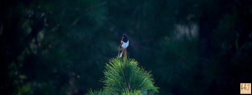 Eastern Towhee --- Click on image to see enlargement ----