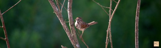 Song Sparrow --- Click on image to see enlargement ---