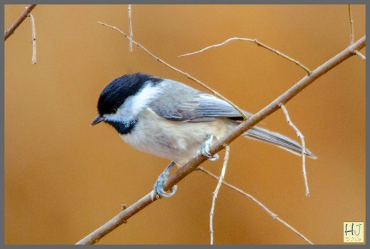 Carolina Chickadee