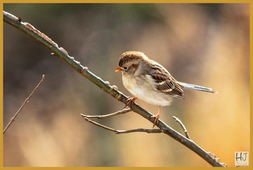 Field Sparrow