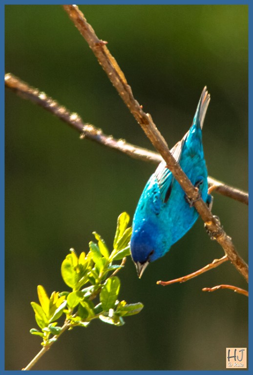Indigo Bunting
