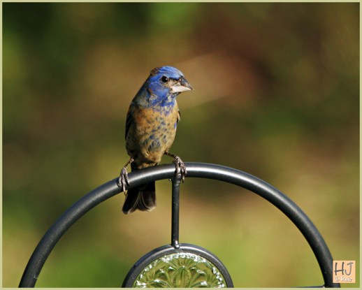 Male Blue Grosbeak --