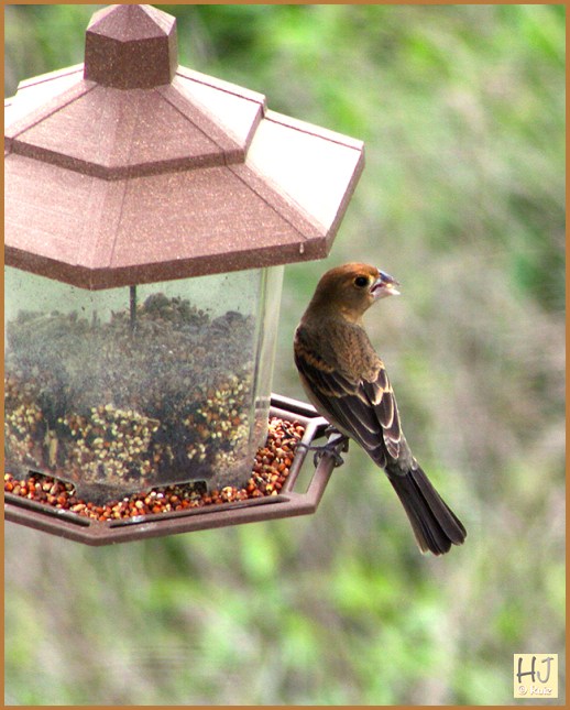 Female Blue Grosbeak ---