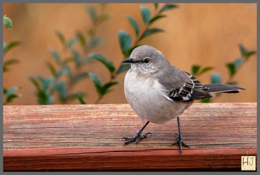 -- Northern Mockingbird --