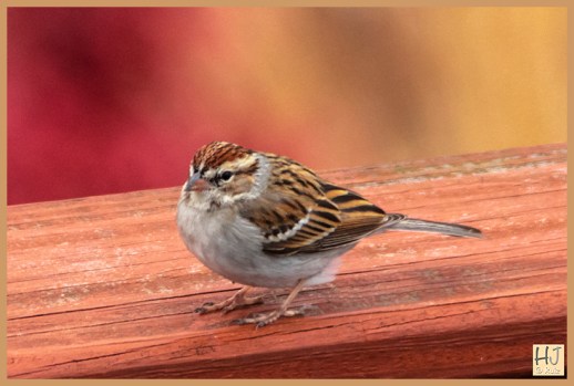 -- Chipping Sparrow --