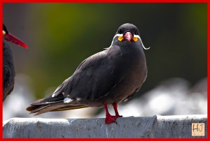 Inca Tern