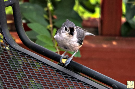 Tufted Titmouse - Frame # 1