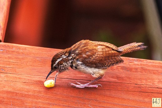 Carolina Wren - Frame # 1
