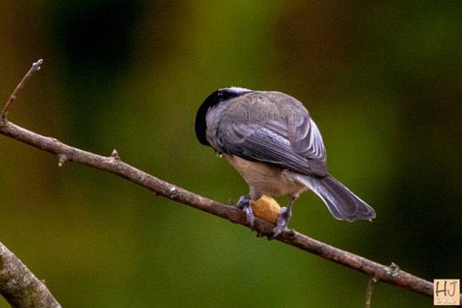 Carolina Chickadee - Frame # 1