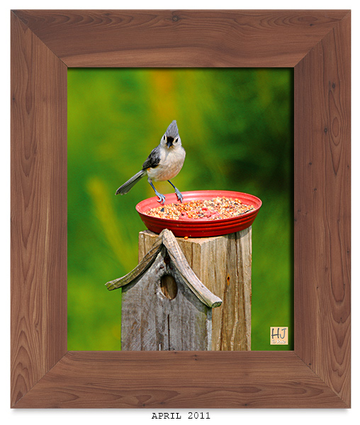 Tufted Titmouse -- APRIL 2011