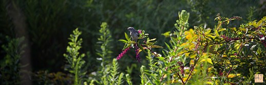 Juvenile Northern Mockingbird --- Click on image to see enlargement ---