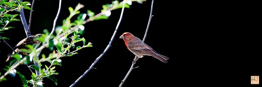 Male House Finch --- Click to see enlargement ---