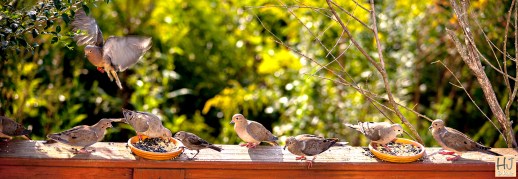Mourning Doves --- Click on image to see enlargement ---