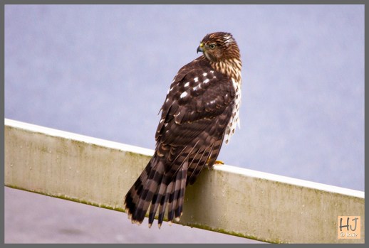 Cooper's Hawk