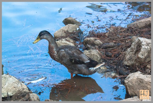 Female Mallard Duck