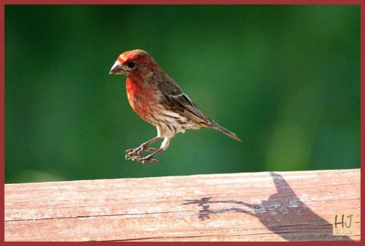 Male House Finch