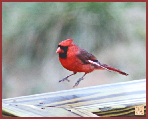 Male Northern Cardinal