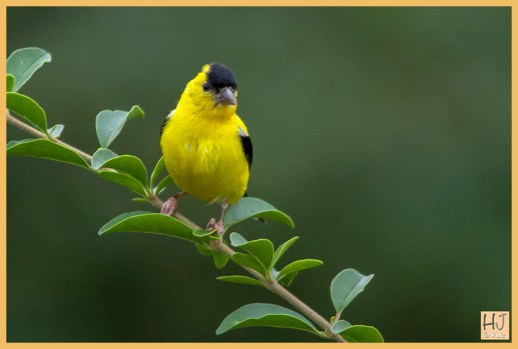 Male American Goldfinch