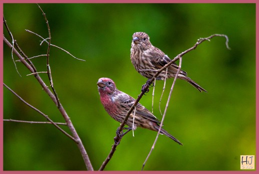male and female House Finch
