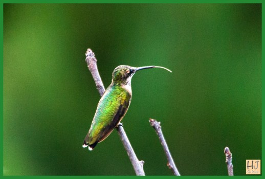 Female  Ruby-throated Hummingbird