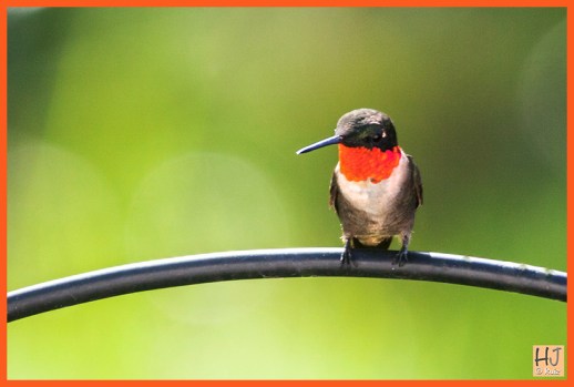 Male Ruby-throated Hummingbird