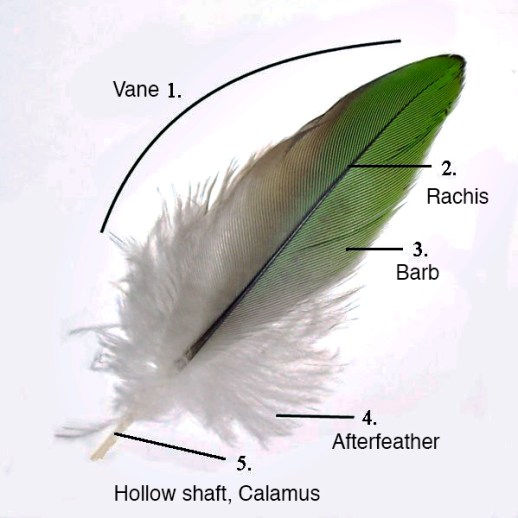 Parts of a feather