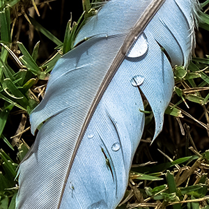 Feather structure detail - Feather without pigment
