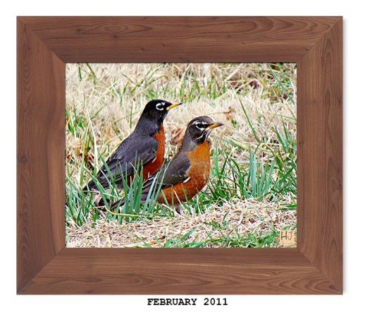 American Robin -- February 2011