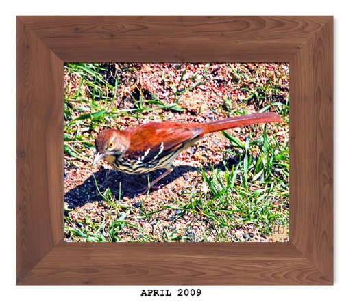 --- Brown Thrasher - April 2009 ---