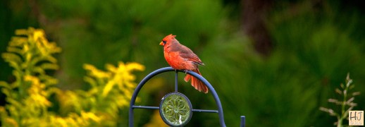 Male Northern Cardinal --- Click on image to see enlargement ---