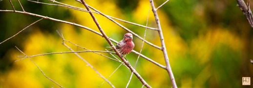 Male House Finch --- Click on image to see enlargement ---