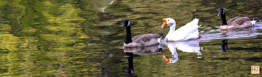 Geese --- Click on image to see enlargement ---