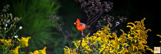 Northern Cardinal (M) -- Click on image to see enlargement