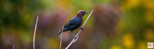 Male Brown-headed Cowbird --- Click on image to see enlargement ---