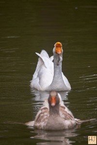 Girl: Come Domesticus! Catch me and I'll give you something you'll love! (Wink)