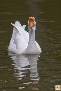 Domesticus: !!!! Eh!