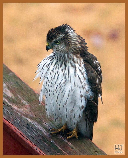 ---Cooper's Hawk ---