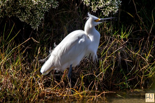Snowy Egret