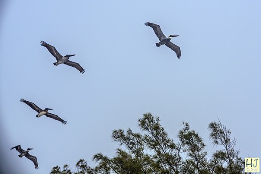 Brown Pelicans in cruising formation.