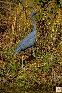 Little Blue Heron